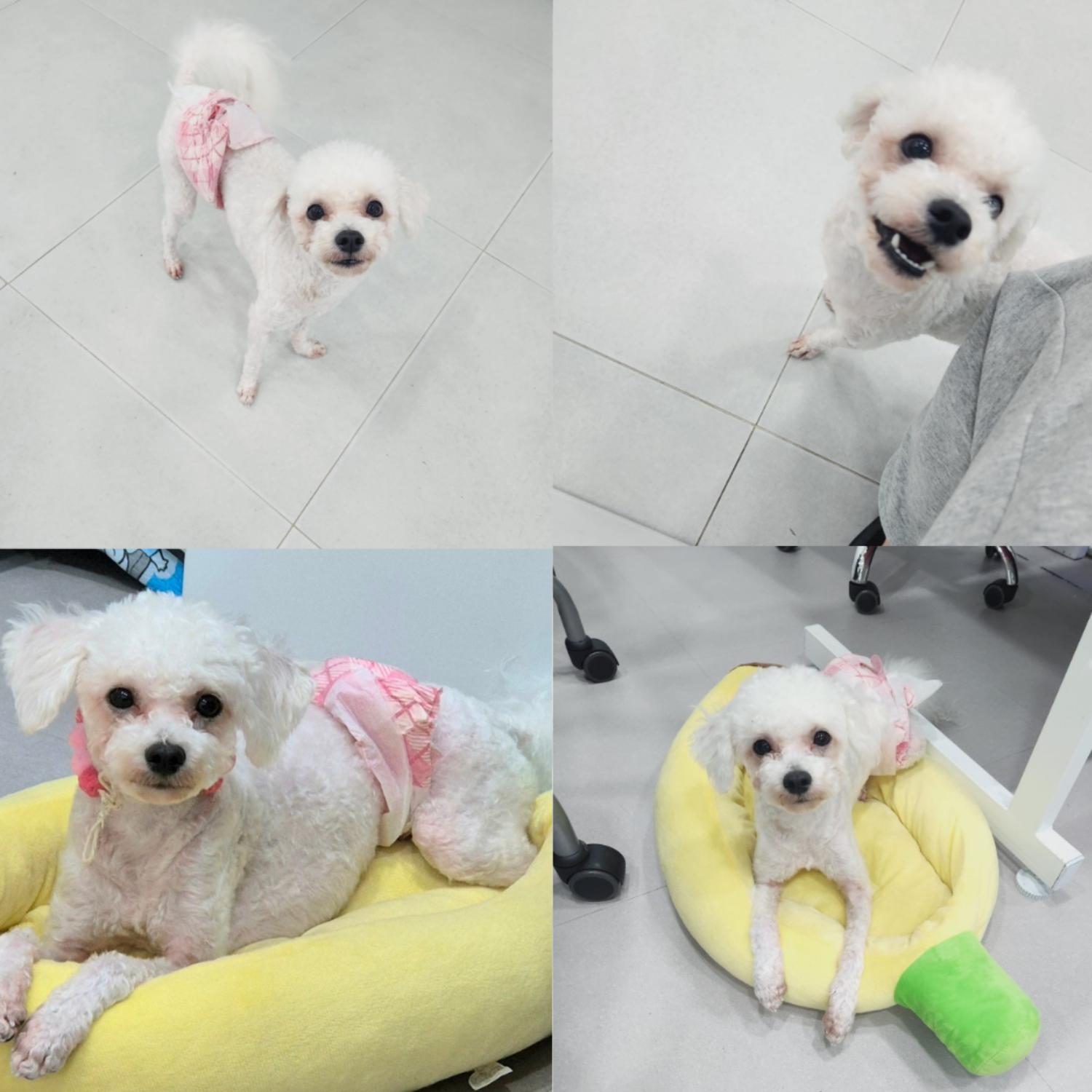 반려동물 입양센터_447508202400640