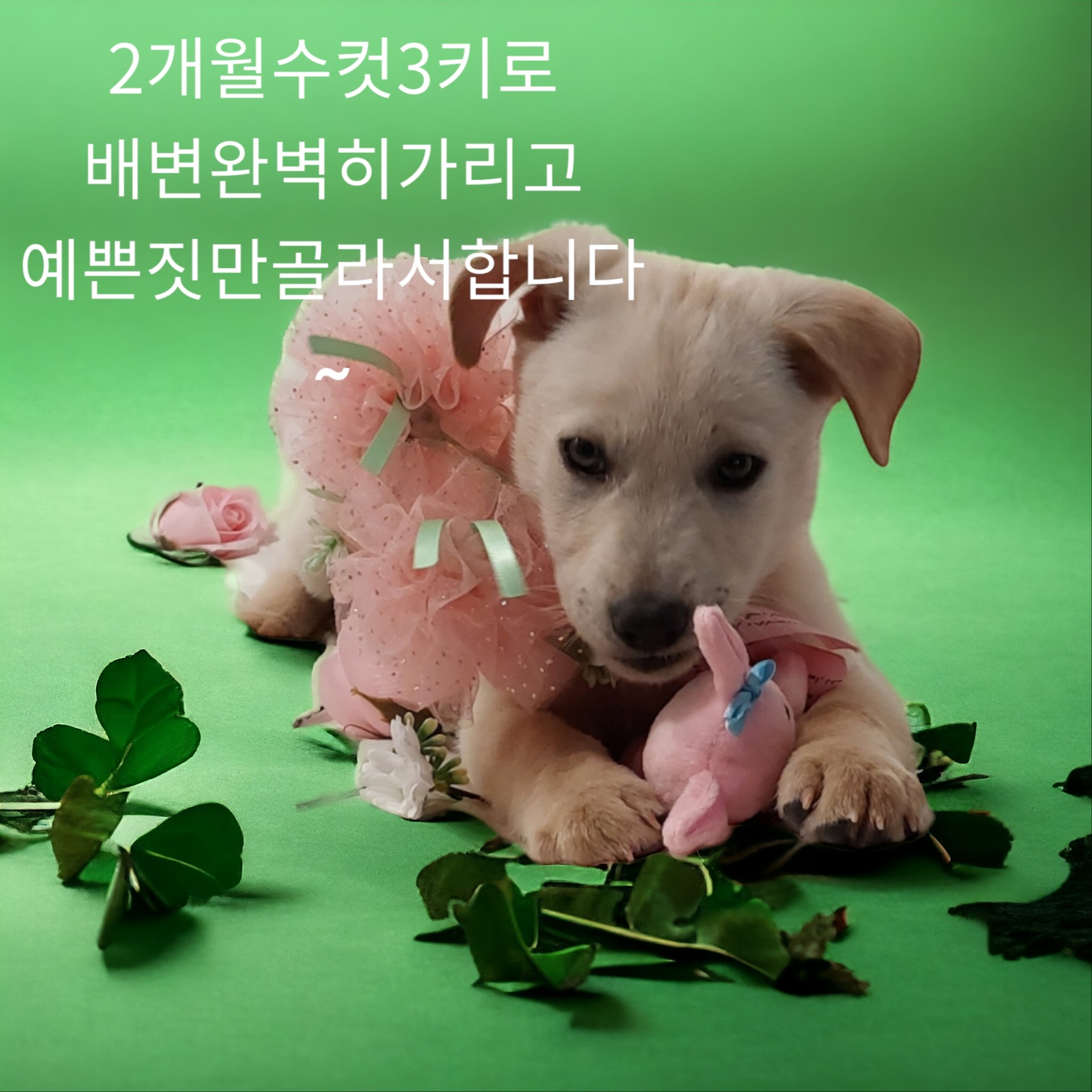 성주유기동물보호센터_447521202400156