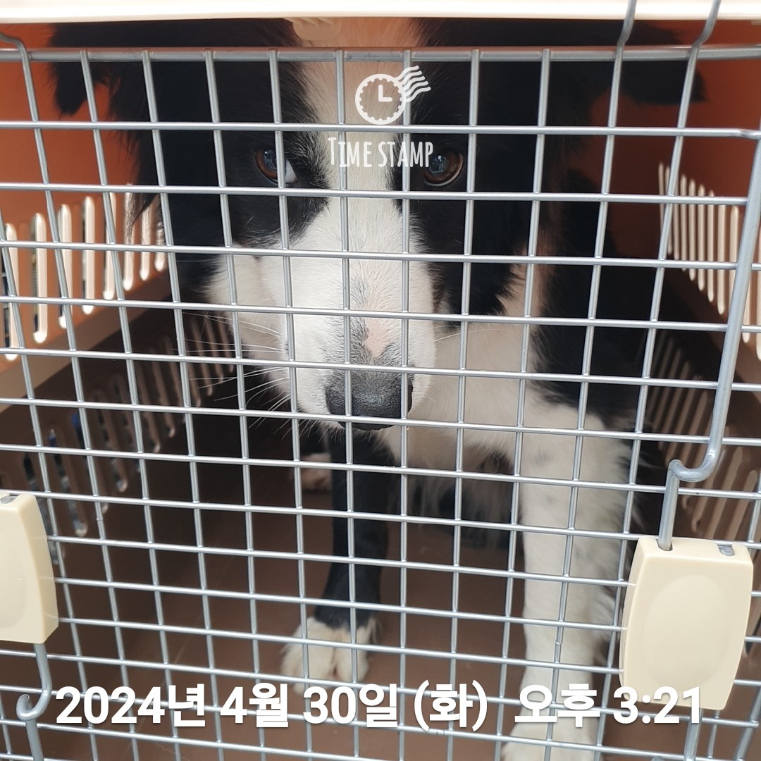 울산유기동물보호센터_431373202400527