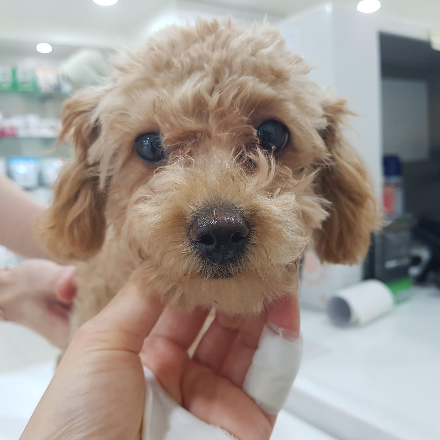 링크늘푸른동물병원_445464202401509