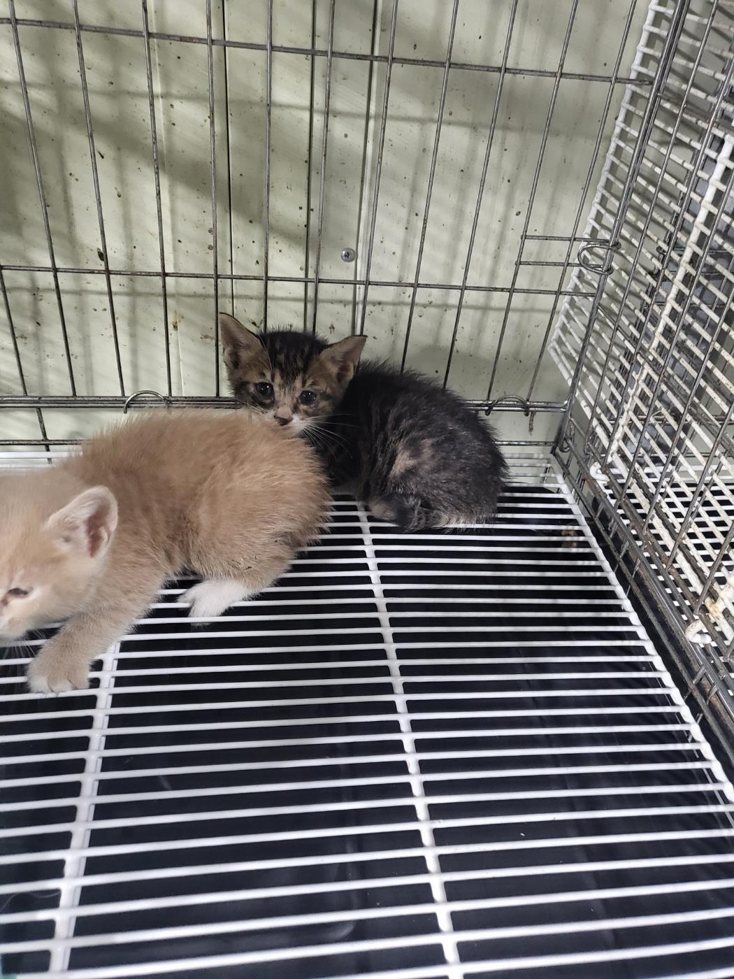 보호중 한국 고양이…