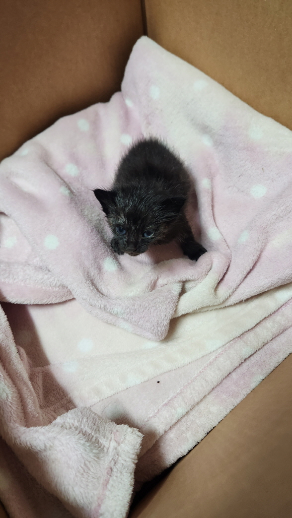 익산유기동물보호소_445468202401134