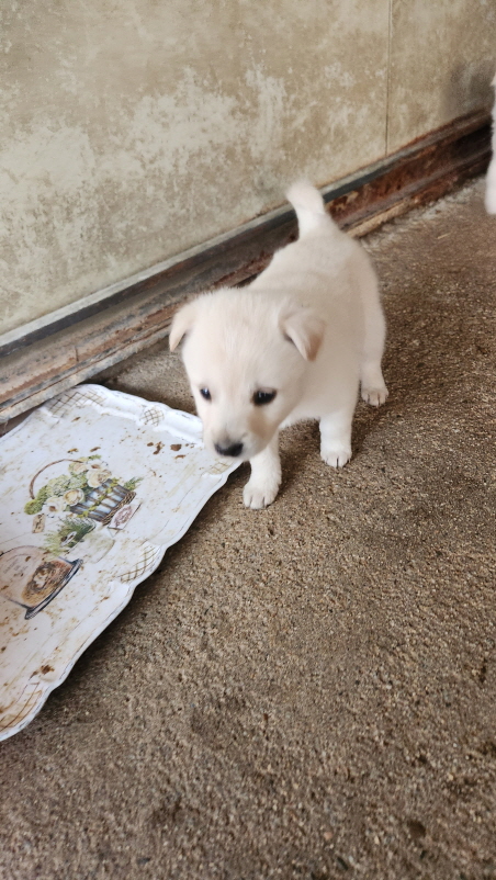 익산유기동물보호소_445468202401129