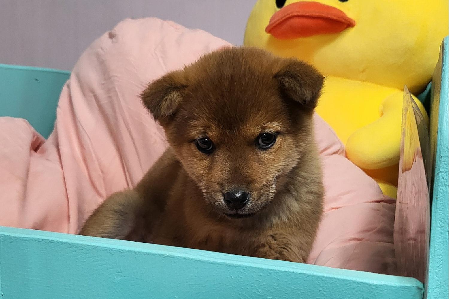 밀양시 동물보호센터_448536202400864