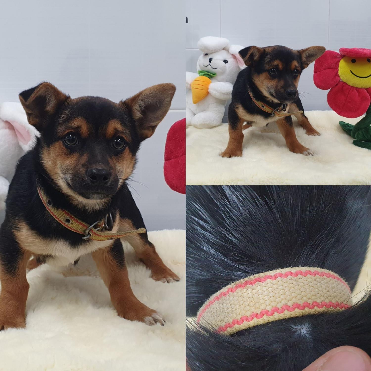 경주동물사랑보호센터_447505202400398