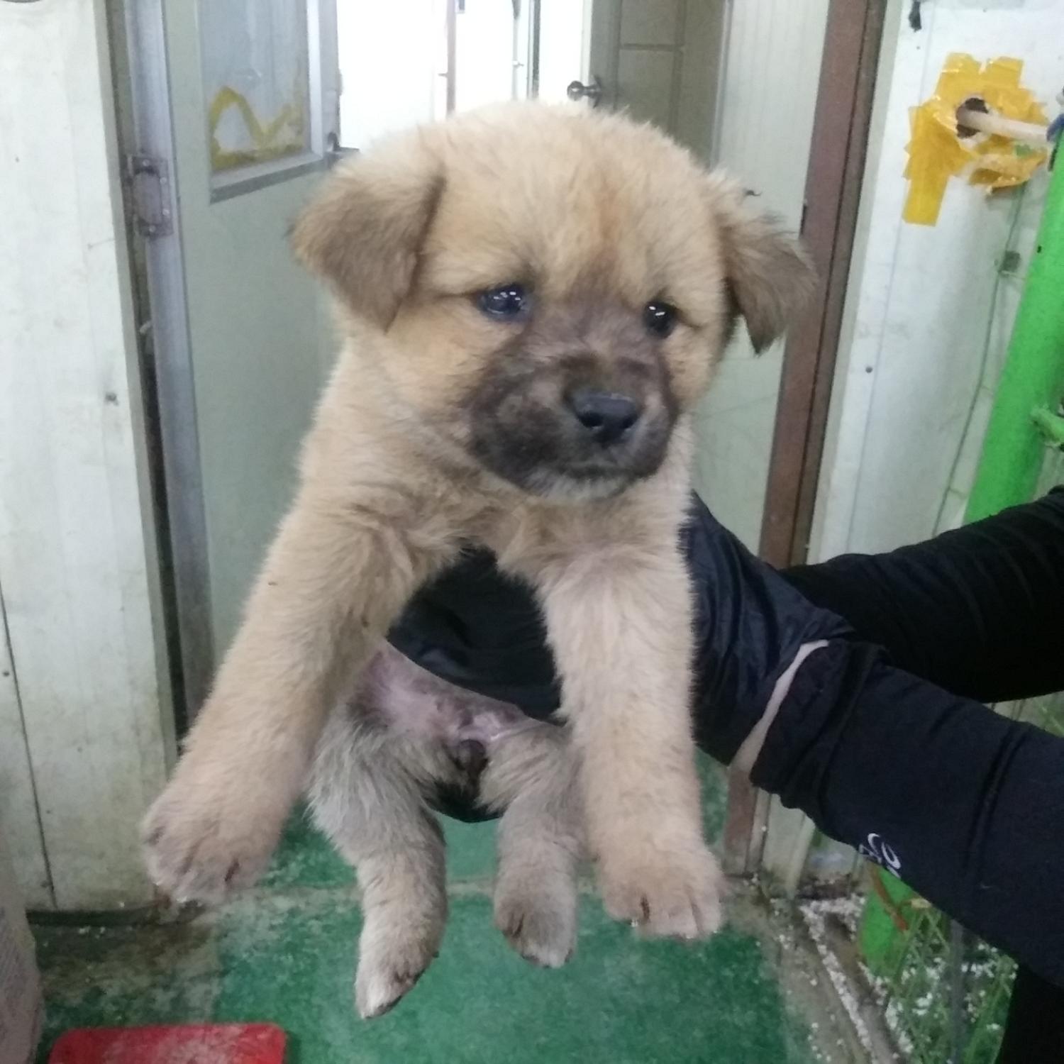 인천수의사회유기동물_428358202400087