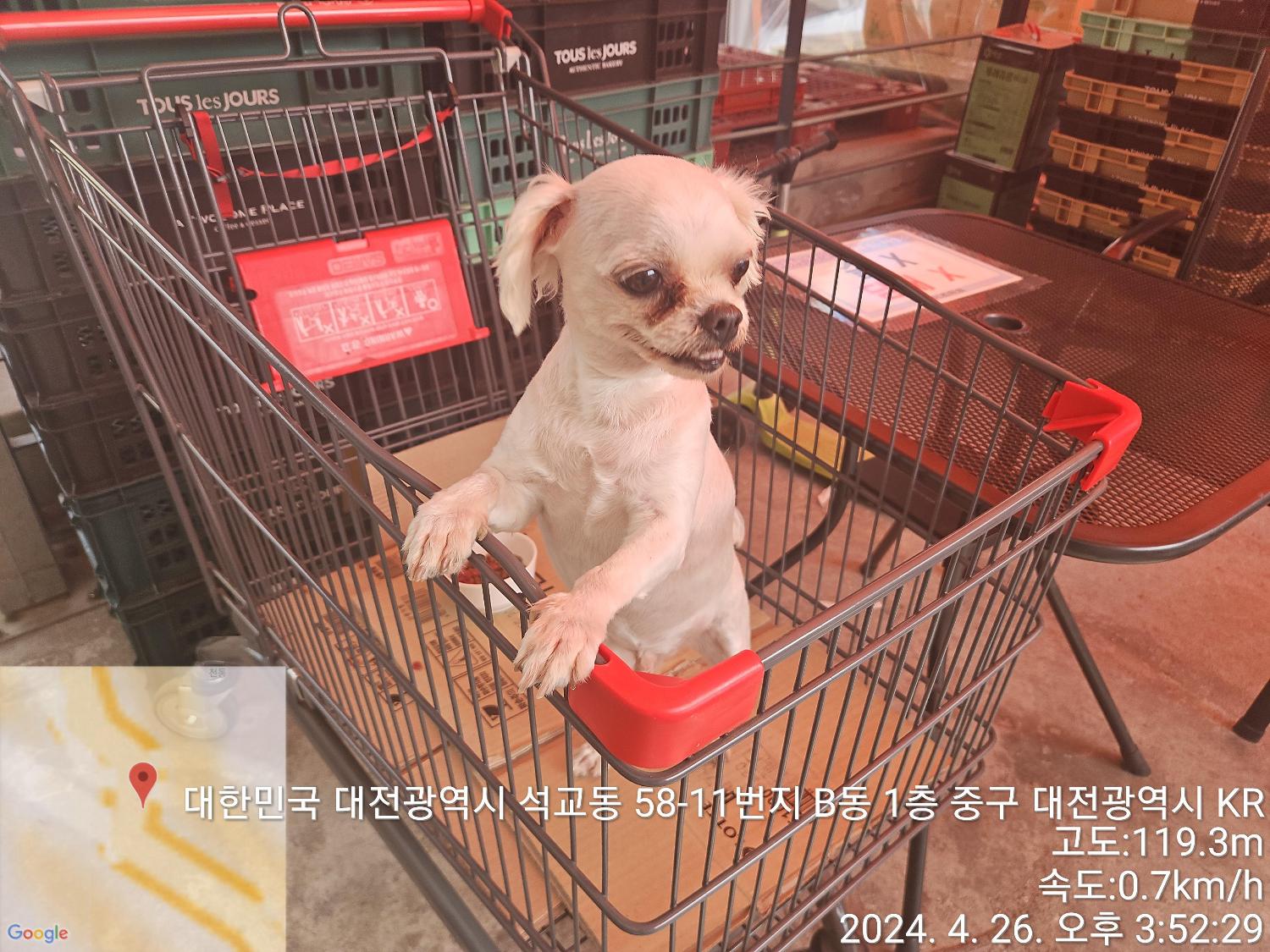 종료(반환) 말티즈…