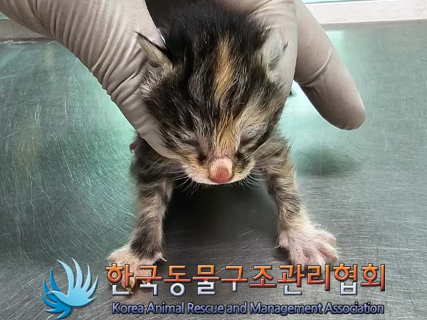 한국동물구조관리협회_441560202400483
