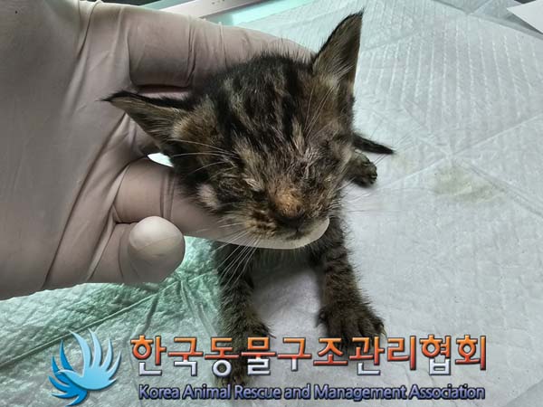 한국동물구조관리협회_411311202400307