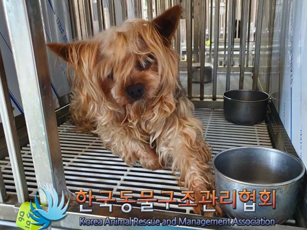 종료(반환) 요크셔…