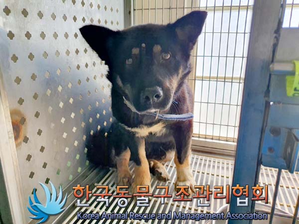 한국동물구조관리협회_441414202400278