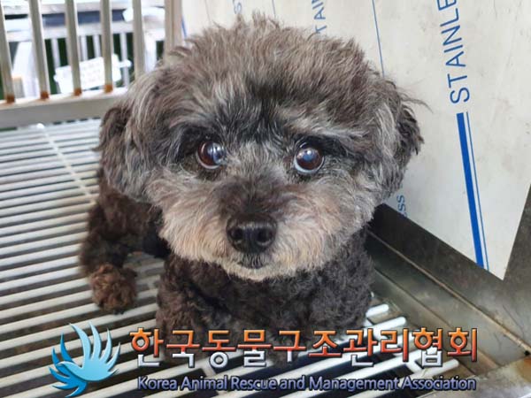 종료(반환) 푸들의…