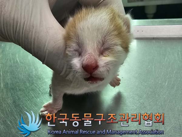 한국동물구조관리협회_411306202400371