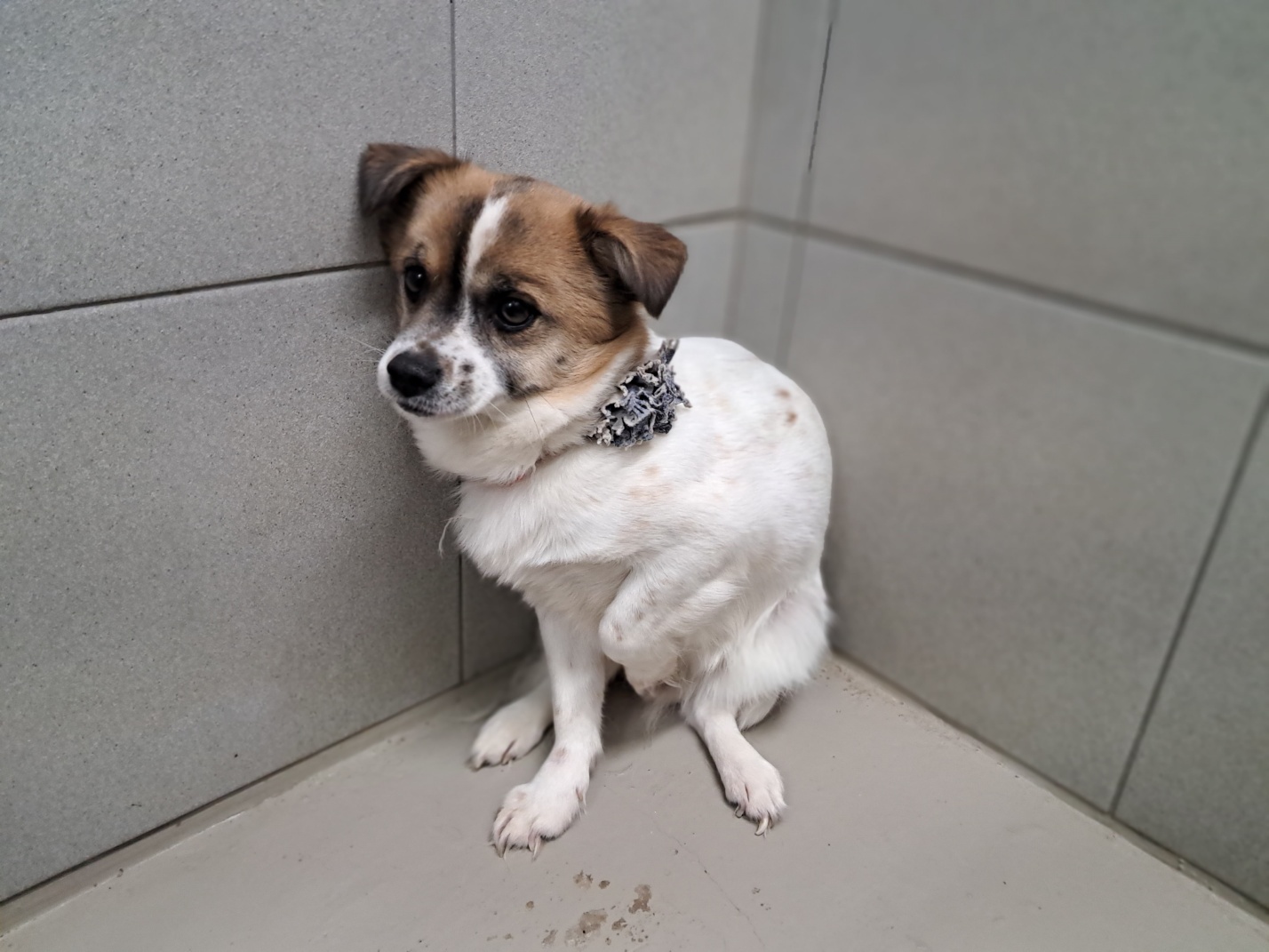 영양군유기동물보호소_447517202400021