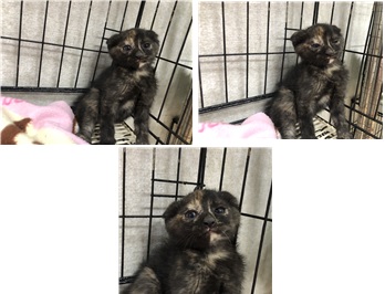 청조동물병원_426337202400097