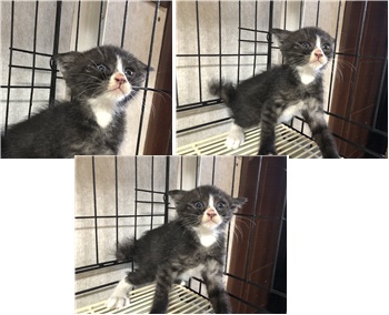 청조동물병원_426337202400099