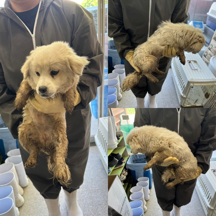 당진시동물보호소_444568202400237