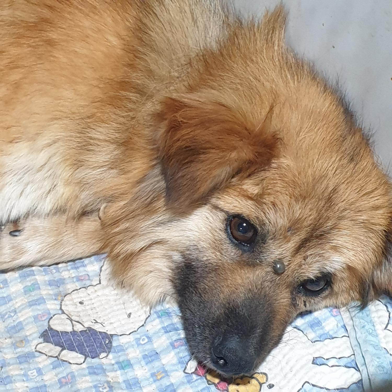 남양동물보호센터_441553202401725