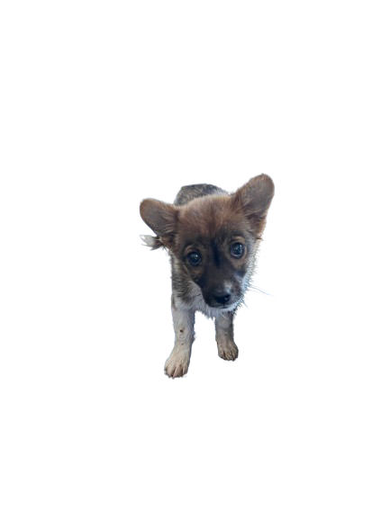 의령군 동물보호센터_448539202400161