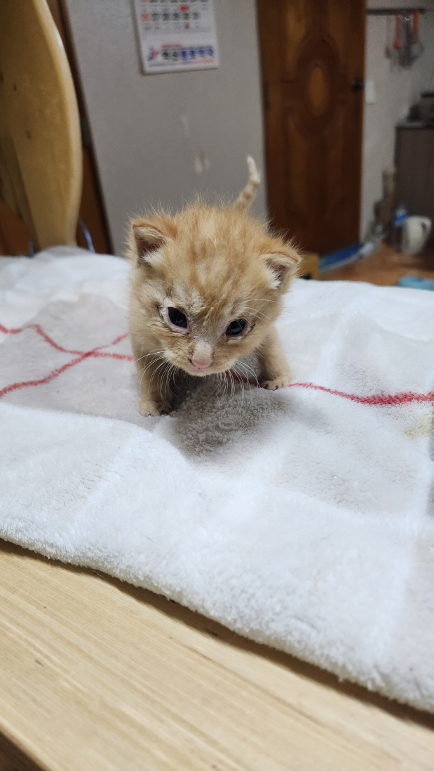 익산유기동물보호소_445468202401159