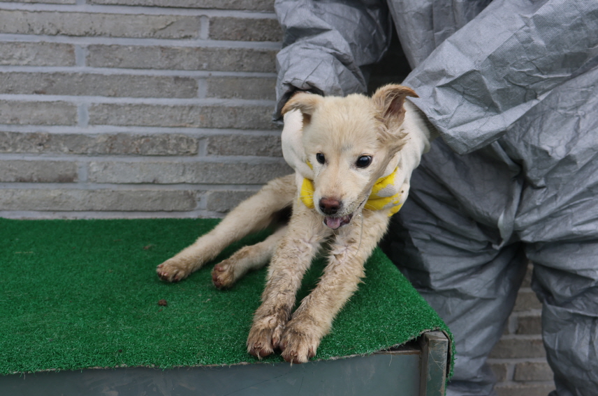 제주 동물보호센터_450650202401334