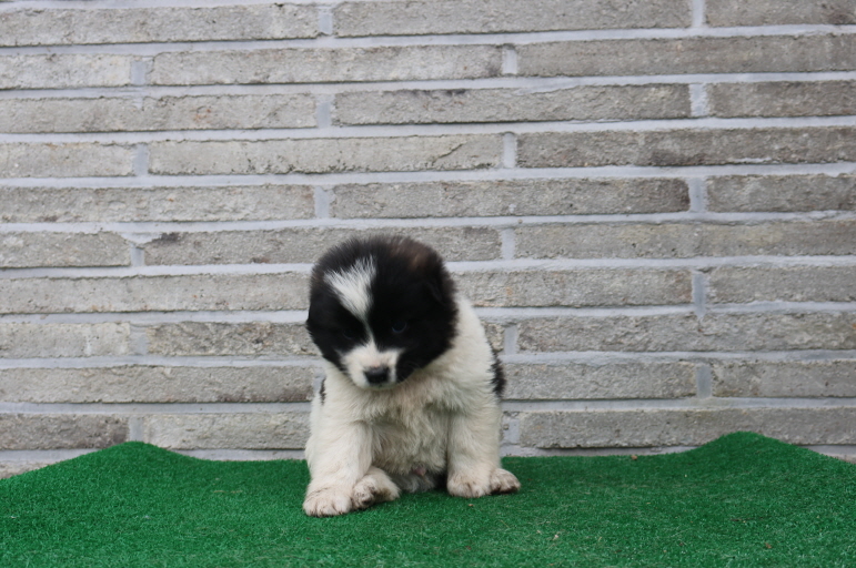 제주 동물보호센터_450650202401340
