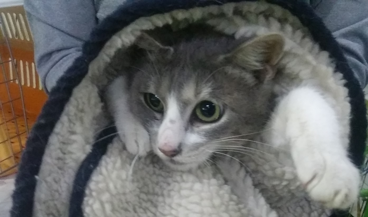 인천광역시수의사회_428351202400316