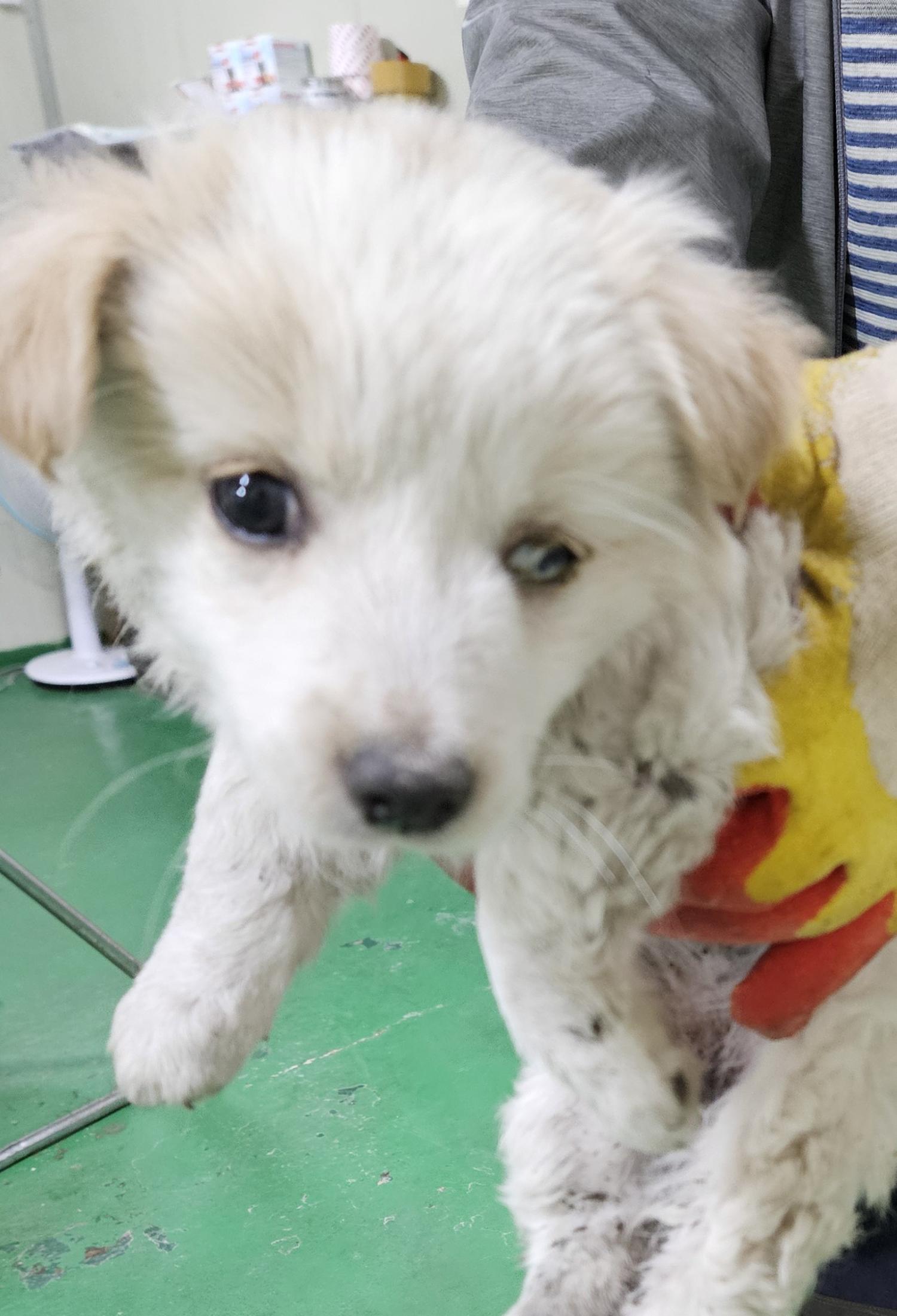 대구유기동물보호협회_427345202400197