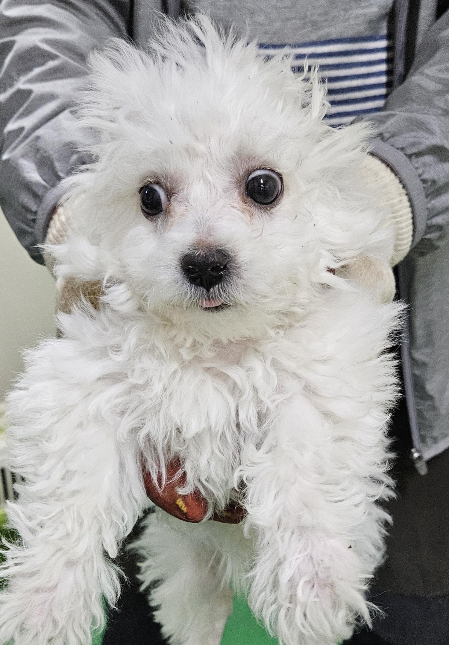 대구유기동물보호센터_427342202400387