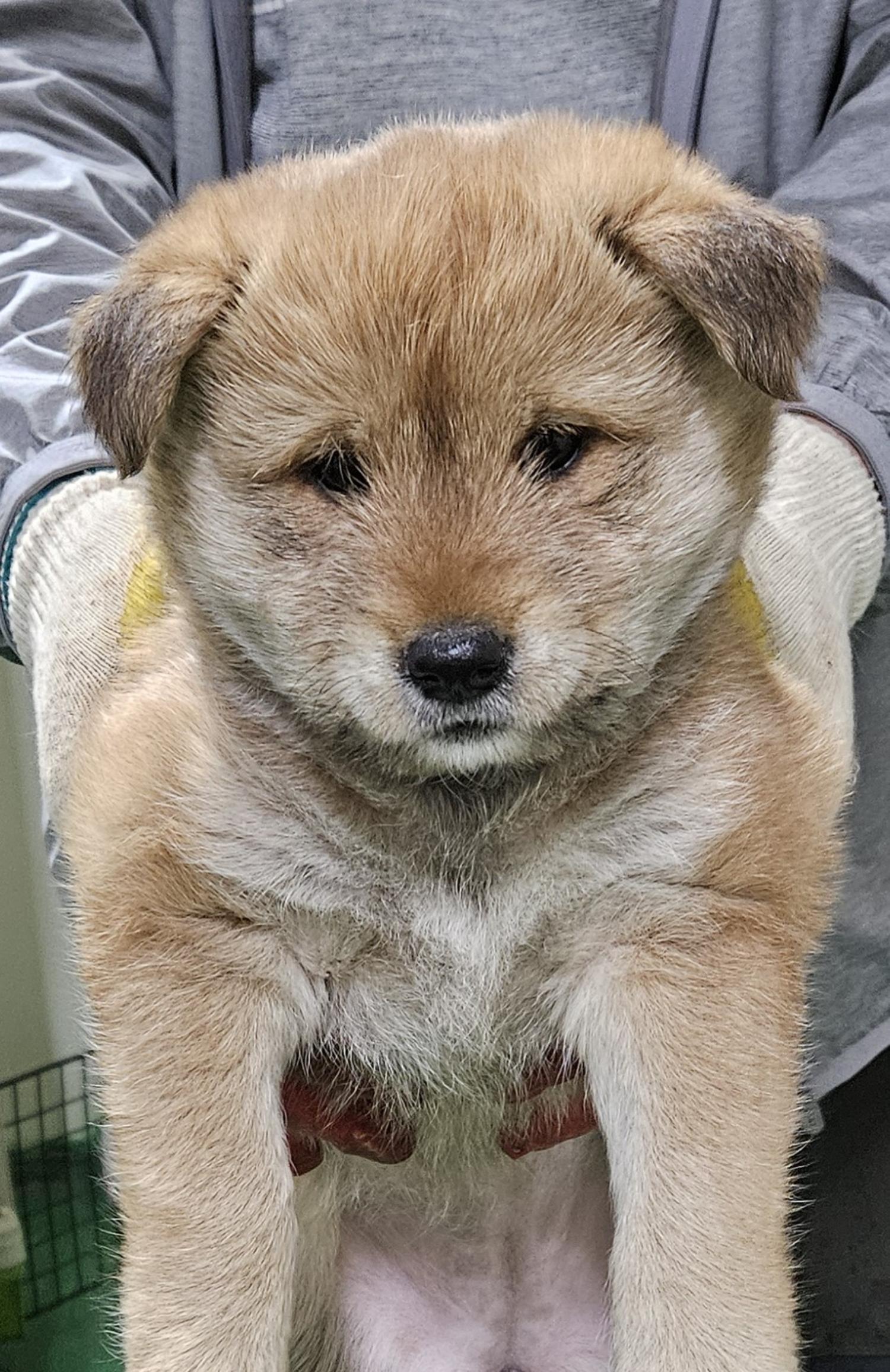 대구유기동물보호센터_427342202400386