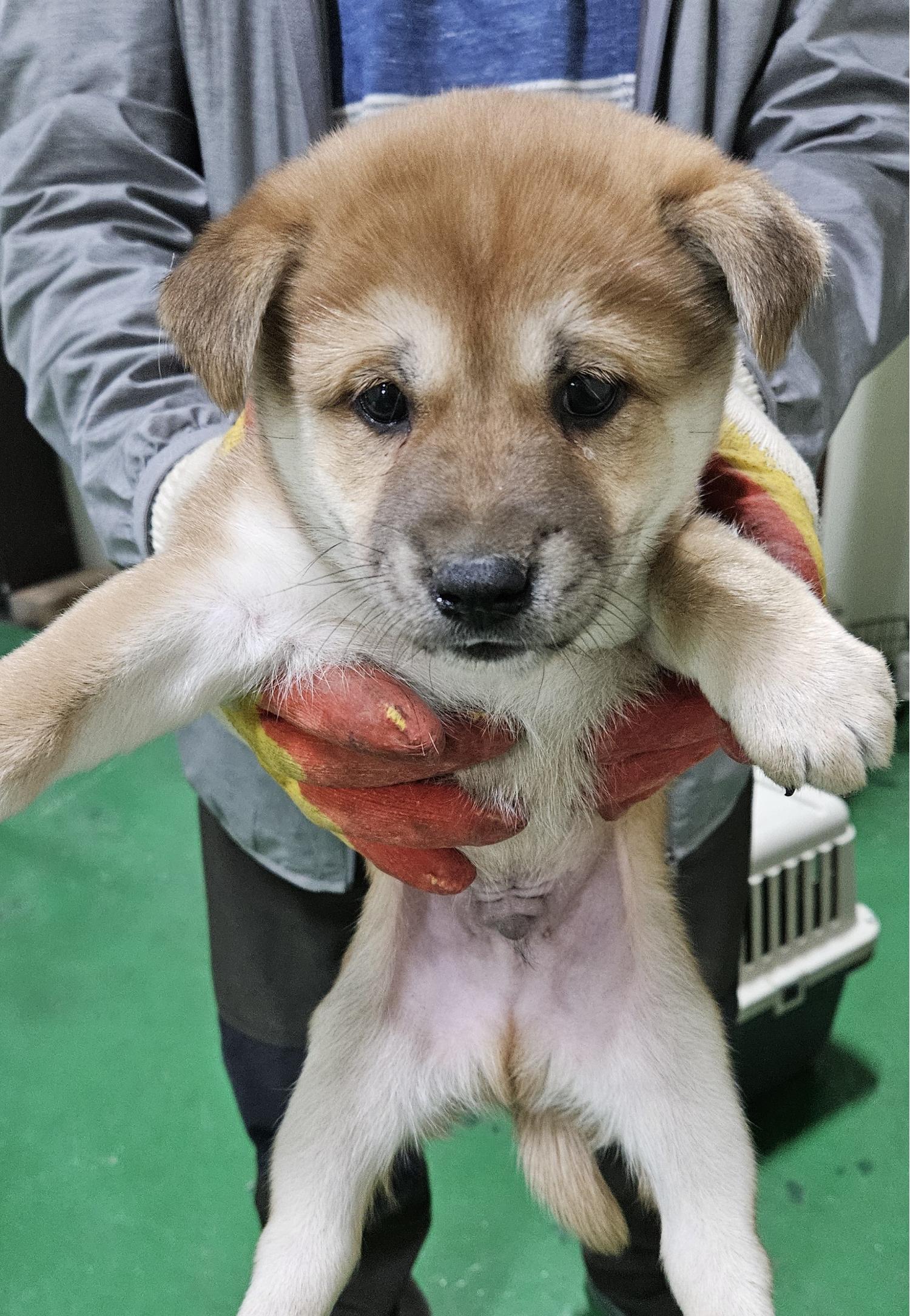 대구유기동물보호센터_427342202400384