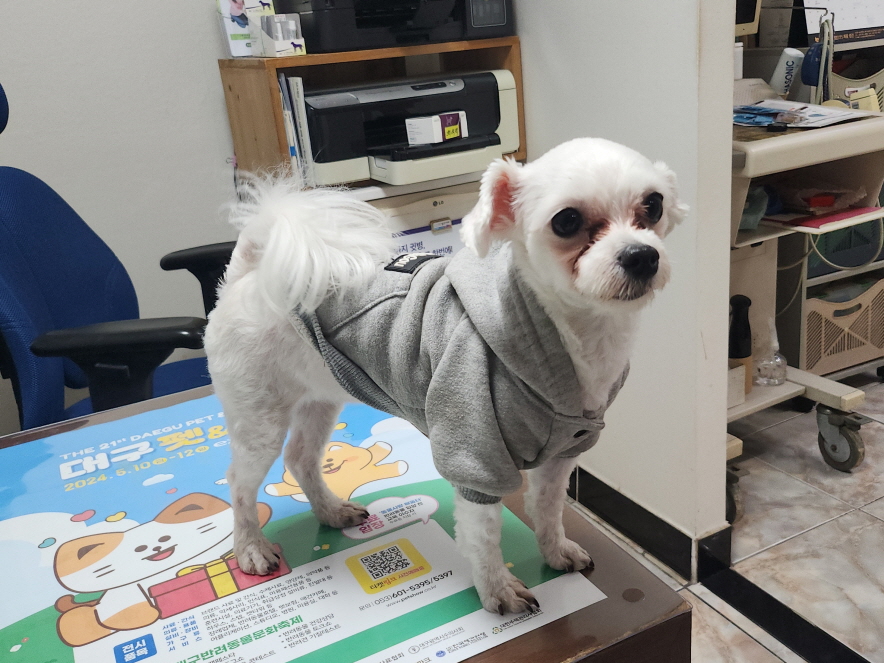 대구수의사회(아이펫)_427343202400255