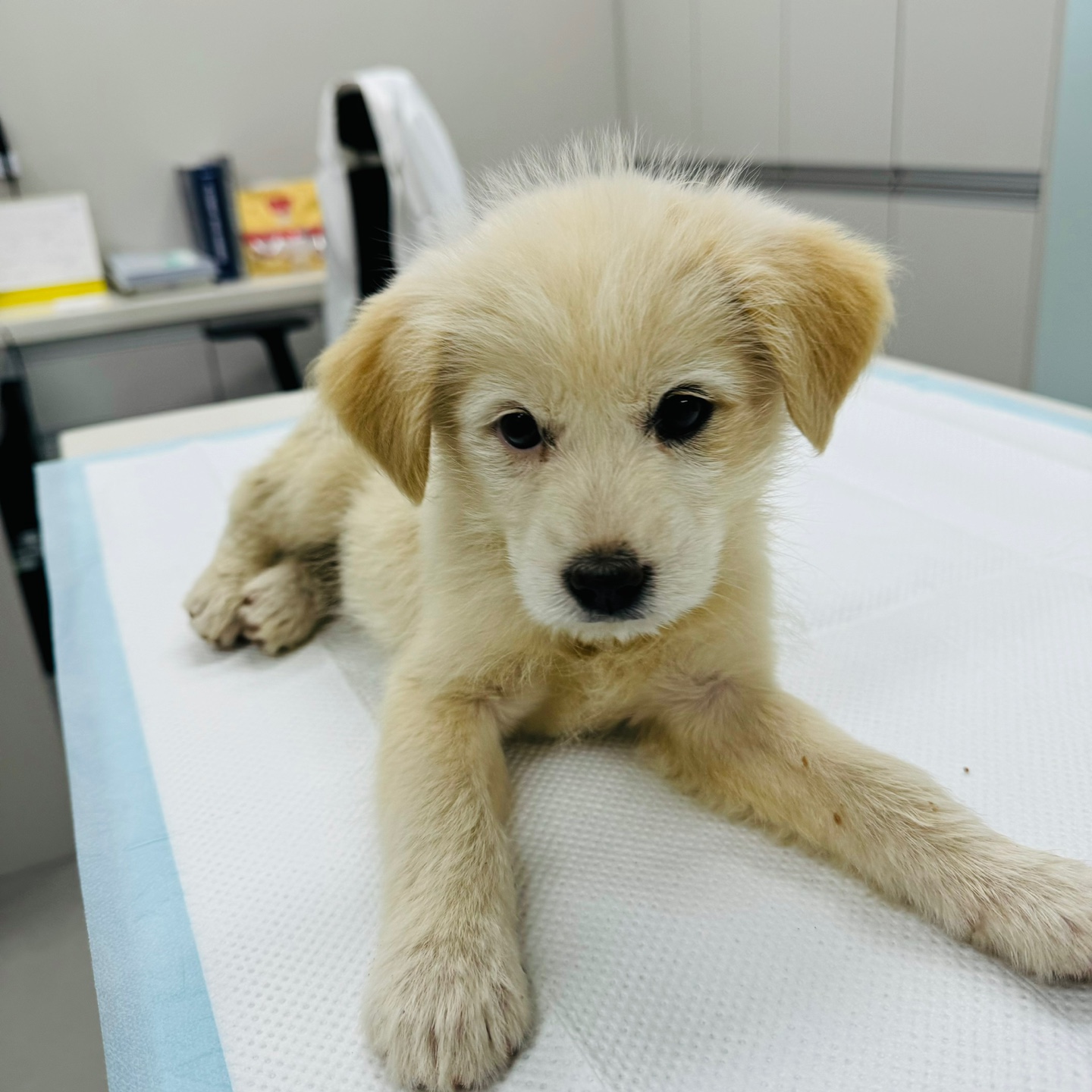 순천시유기동물보호소_446482202400226