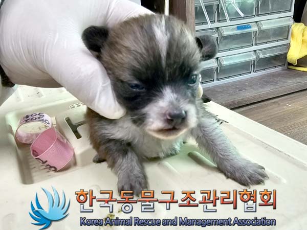 한국동물구조관리협회_441406202400735