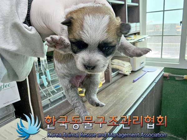 한국동물구조관리협회_441406202400736