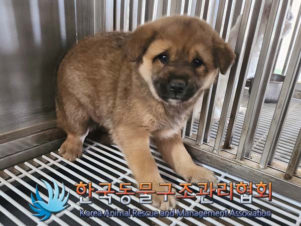 한국동물구조관리협회_441409202400532