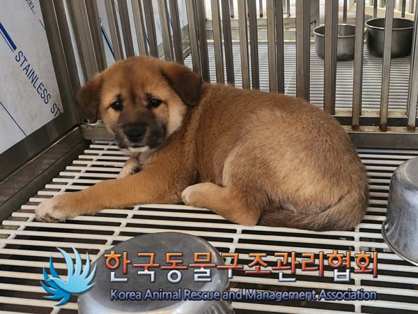 종료(안락사) 믹스…