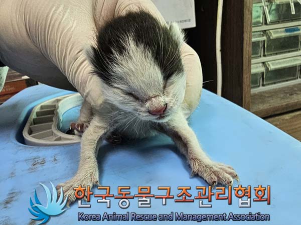 한국동물구조관리협회_411323202400533