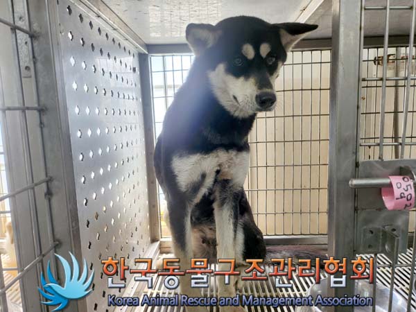 한국동물구조관리협회_441409202400537