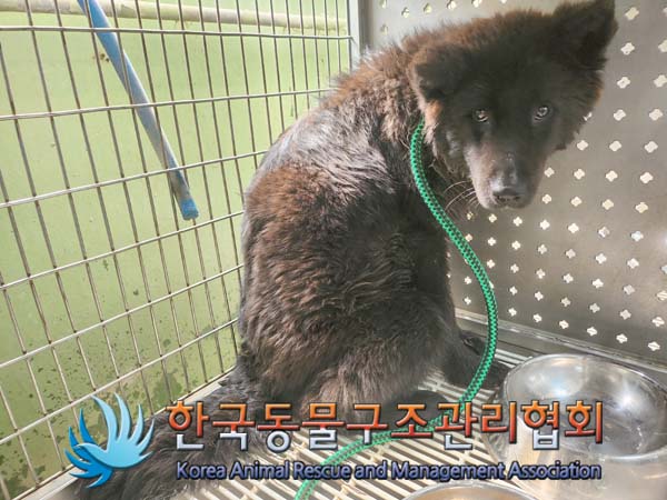 종료(안락사) 믹스…
