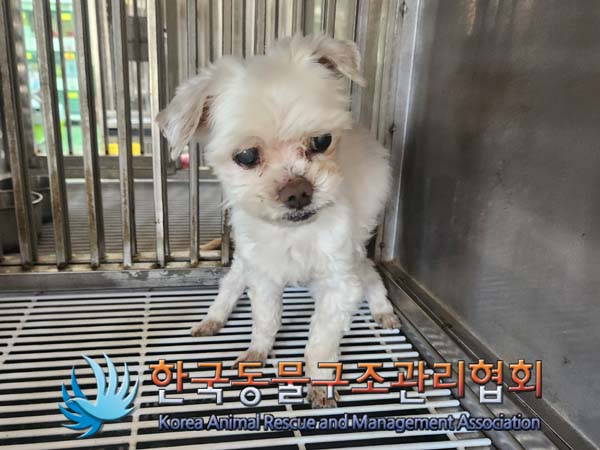 한국동물구조관리협회_441382202400378