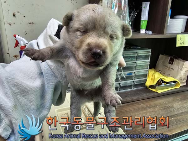 한국동물구조관리협회_441406202400737