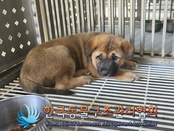 종료(안락사) 믹스…