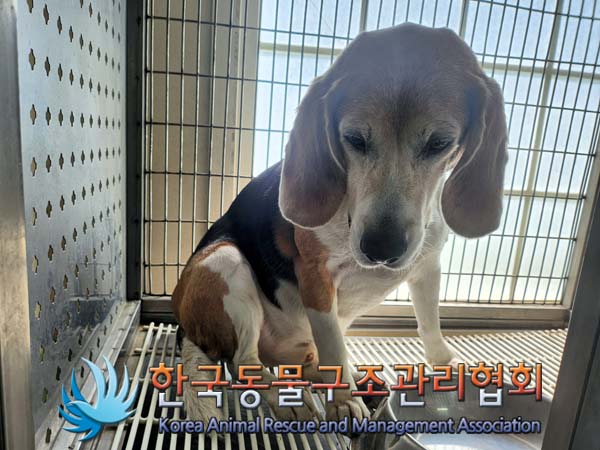 한국동물구조관리협회_411303202400175
