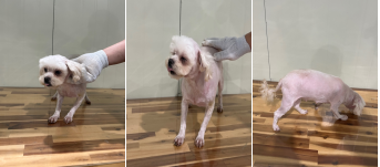 부산동물보호센터_426326202400154