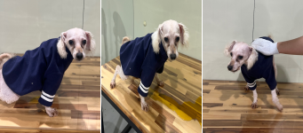 부산동물보호센터_426326202400155