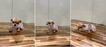 보호중 치와와의 가…