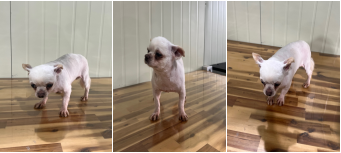 보호중 치와와의 가…