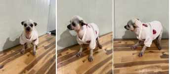 부산동물보호센터_426326202400150