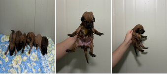 부산동물보호센터_426326202400133
